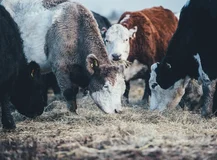 Agrément CE : tout sur l’agrément sanitaire alimentaire